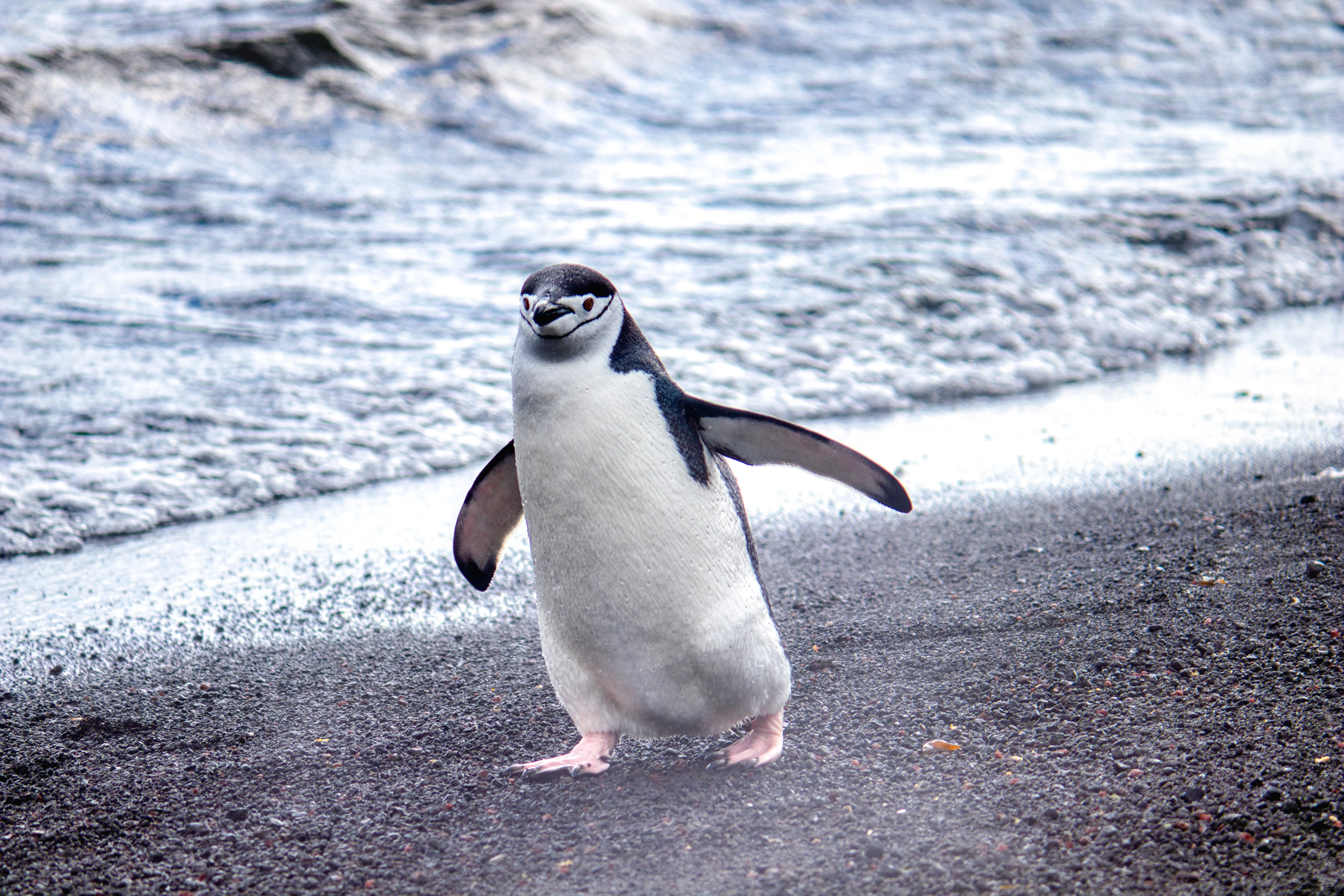 A Rare Sight: King Penguin Pays a Visit to South Australian Beach