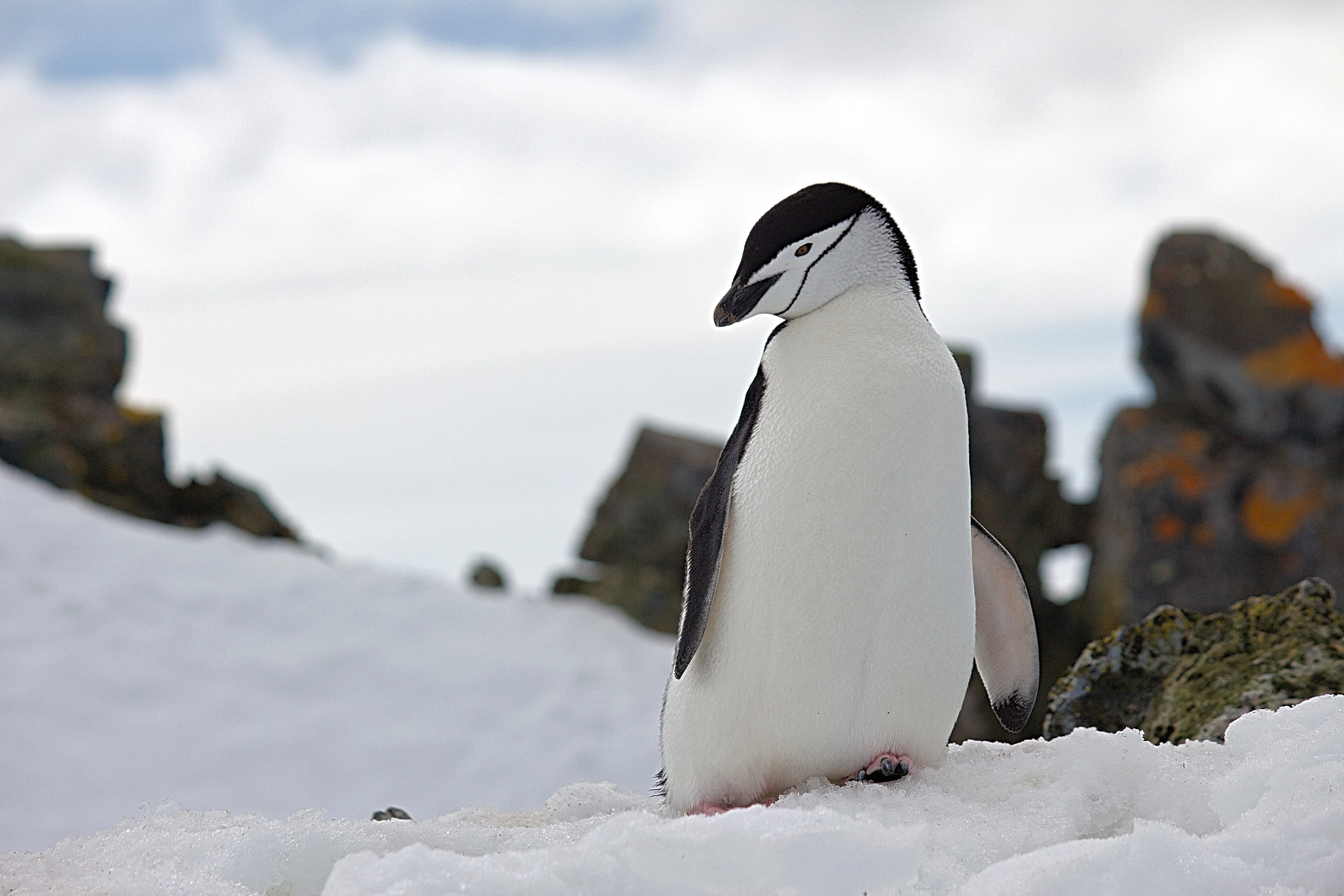 A Rare Sight: King Penguin Pays a Visit to South Australian Beach