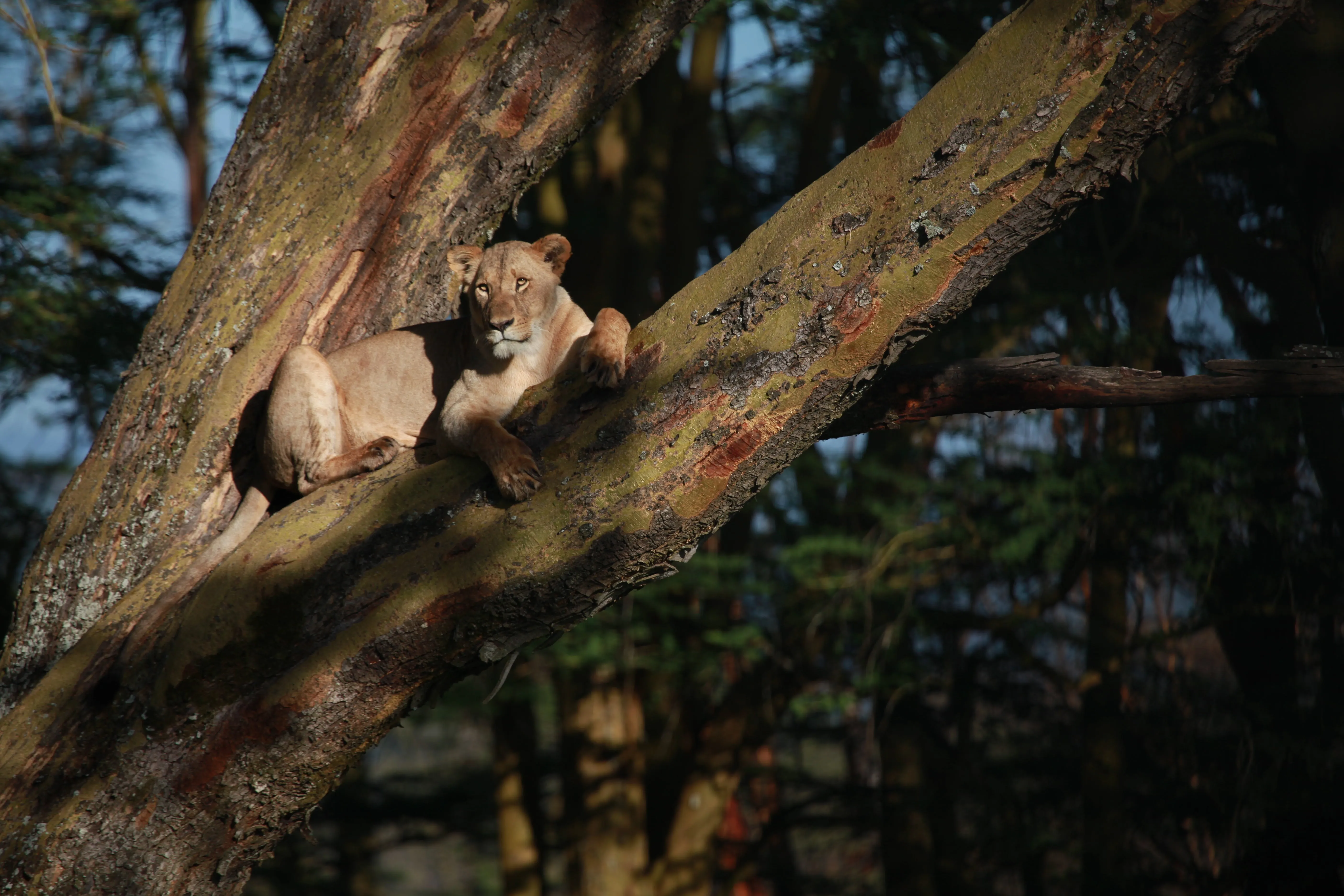 Breakthrough in Wildlife Conservation: Extinct Species Revived