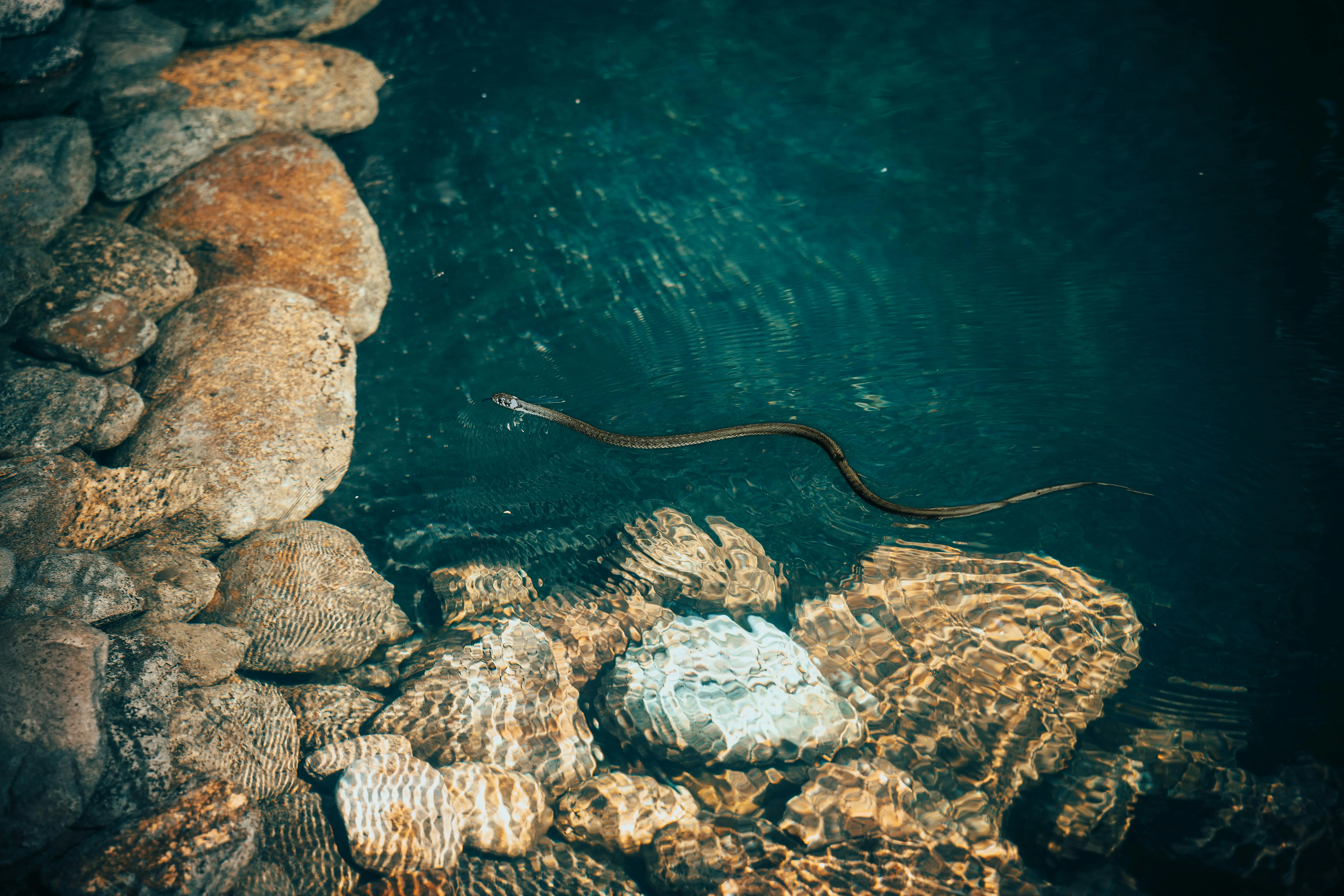 Encounter Palaeophis Colossaeus, the Largest Sea Snake in History