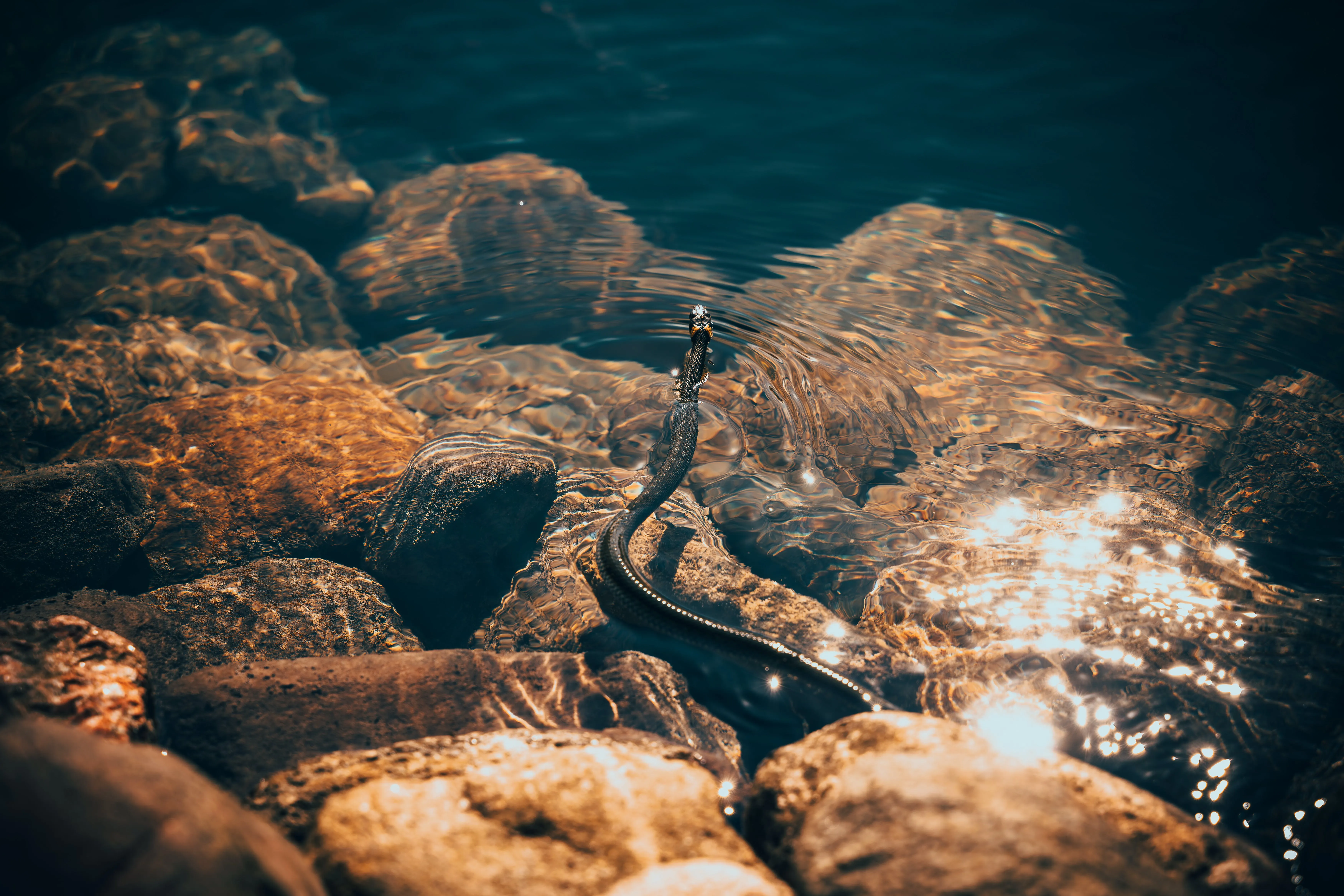 Encounter Palaeophis Colossaeus, the Largest Sea Snake in History