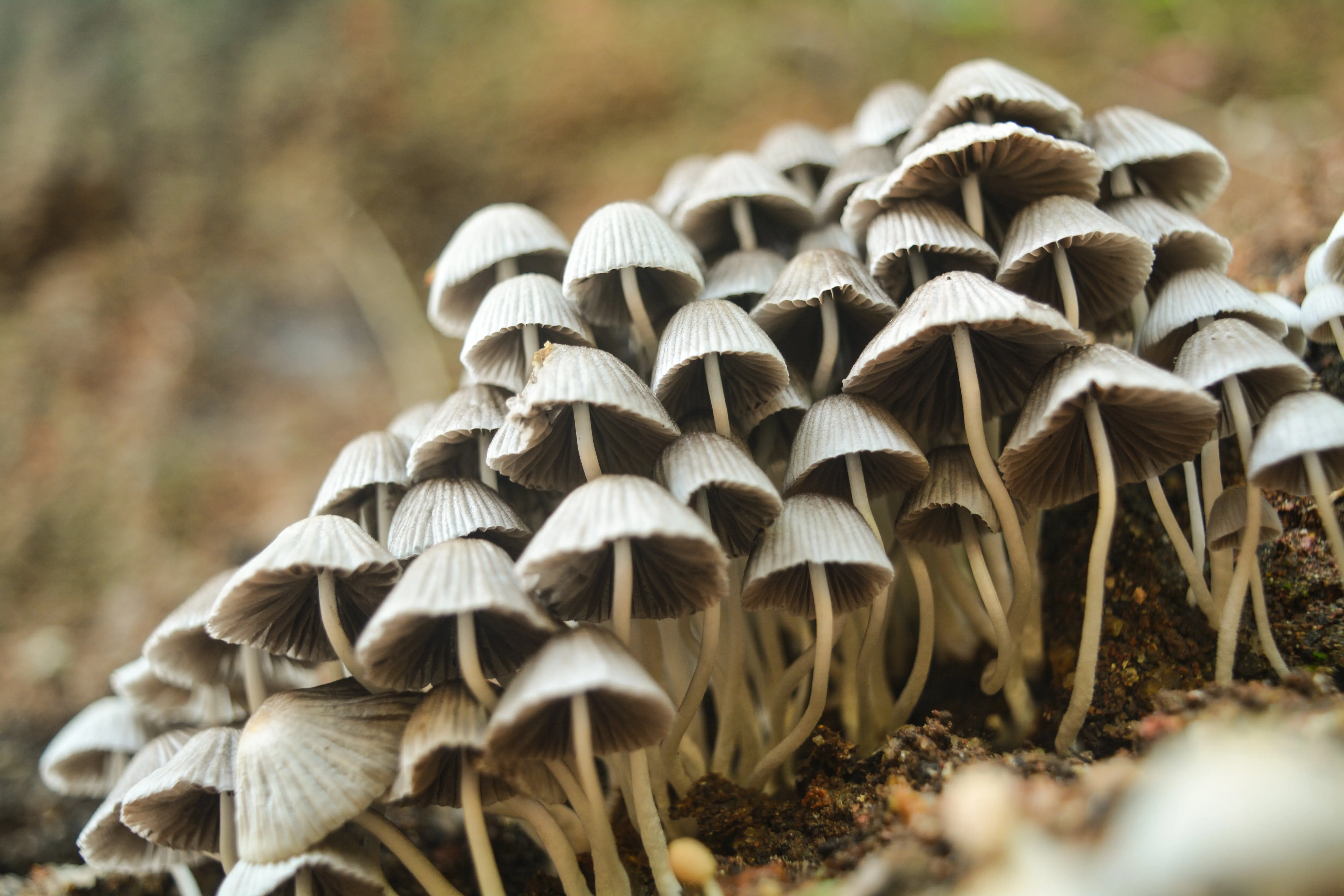 Exploring the Danger of Death Cap Mushrooms: Expert Insights Illuminate Their Lethal Traits