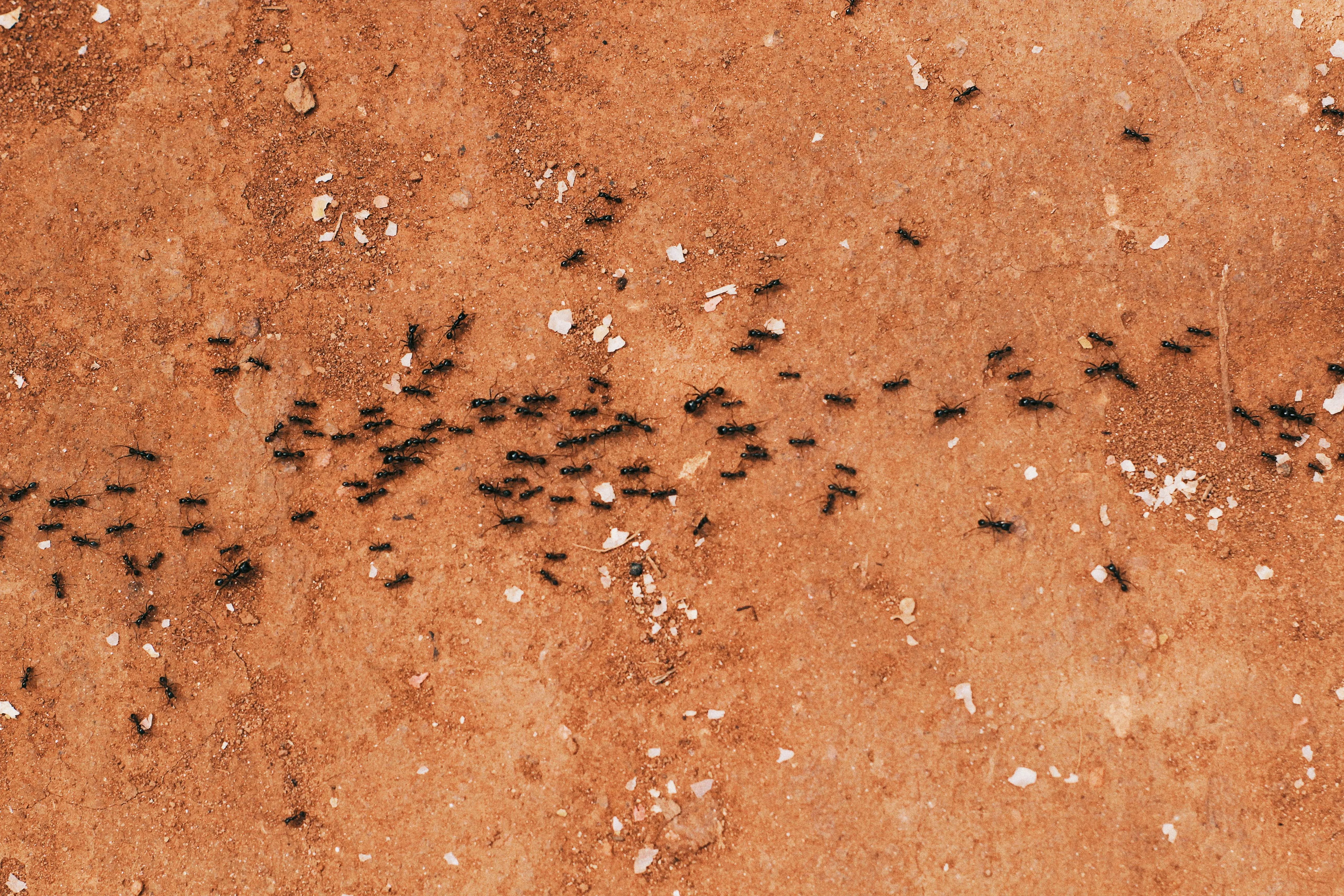 Flooding in Australia: Lethal Fire Ants Create Floating Rafts to Expand