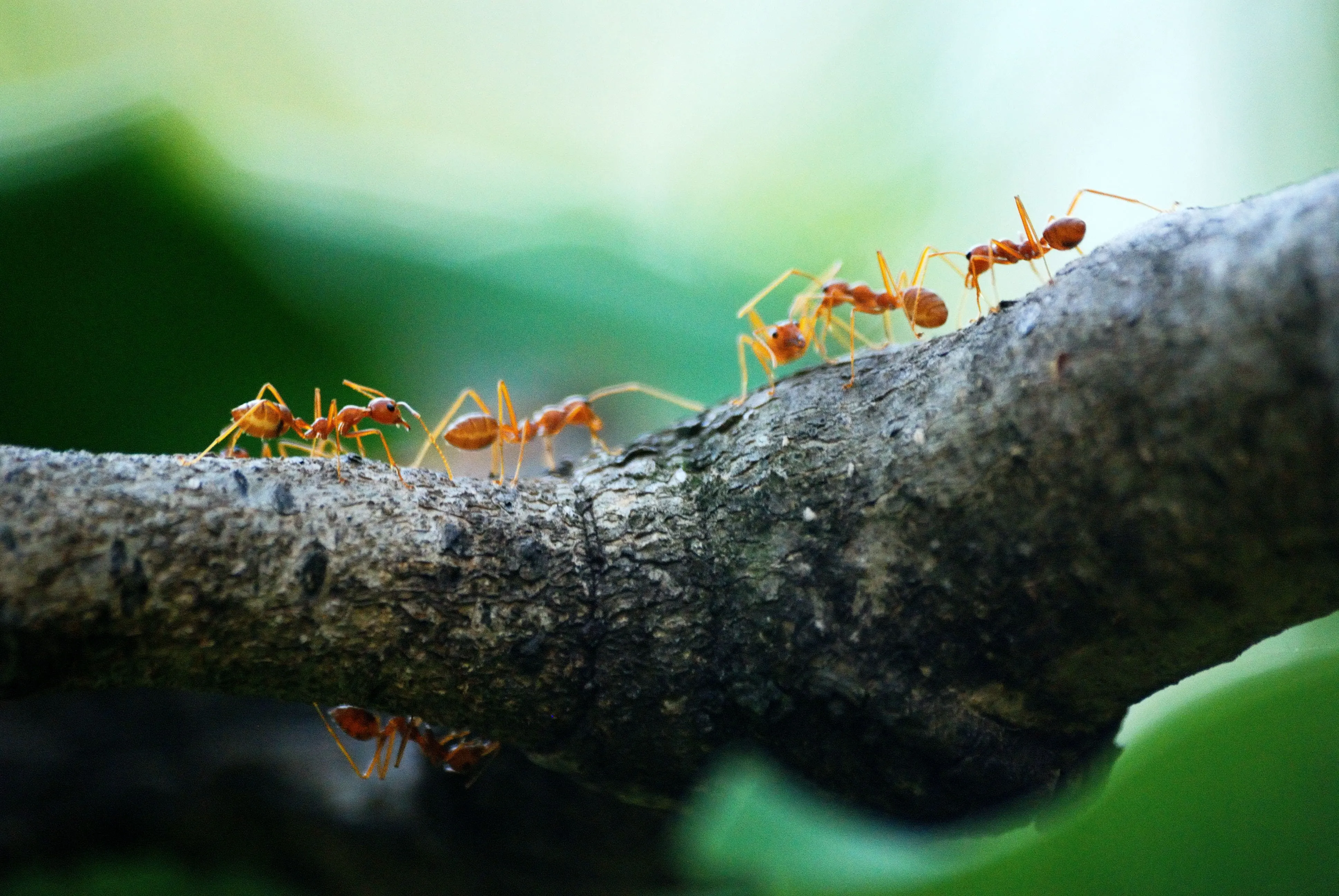 Flooding in Australia: Lethal Fire Ants Create Floating Rafts to Expand