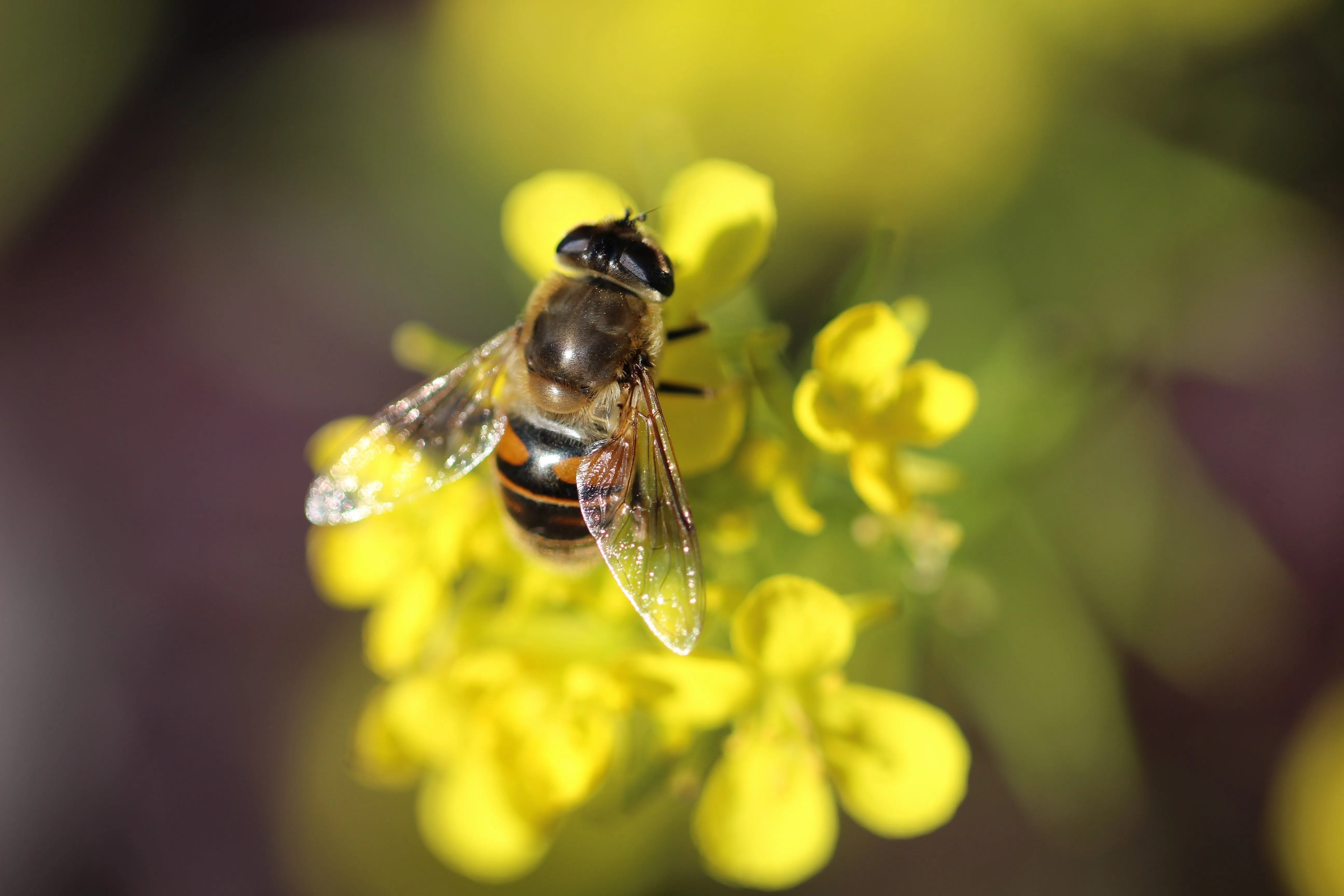Global Decline in Bee Populations Reversed