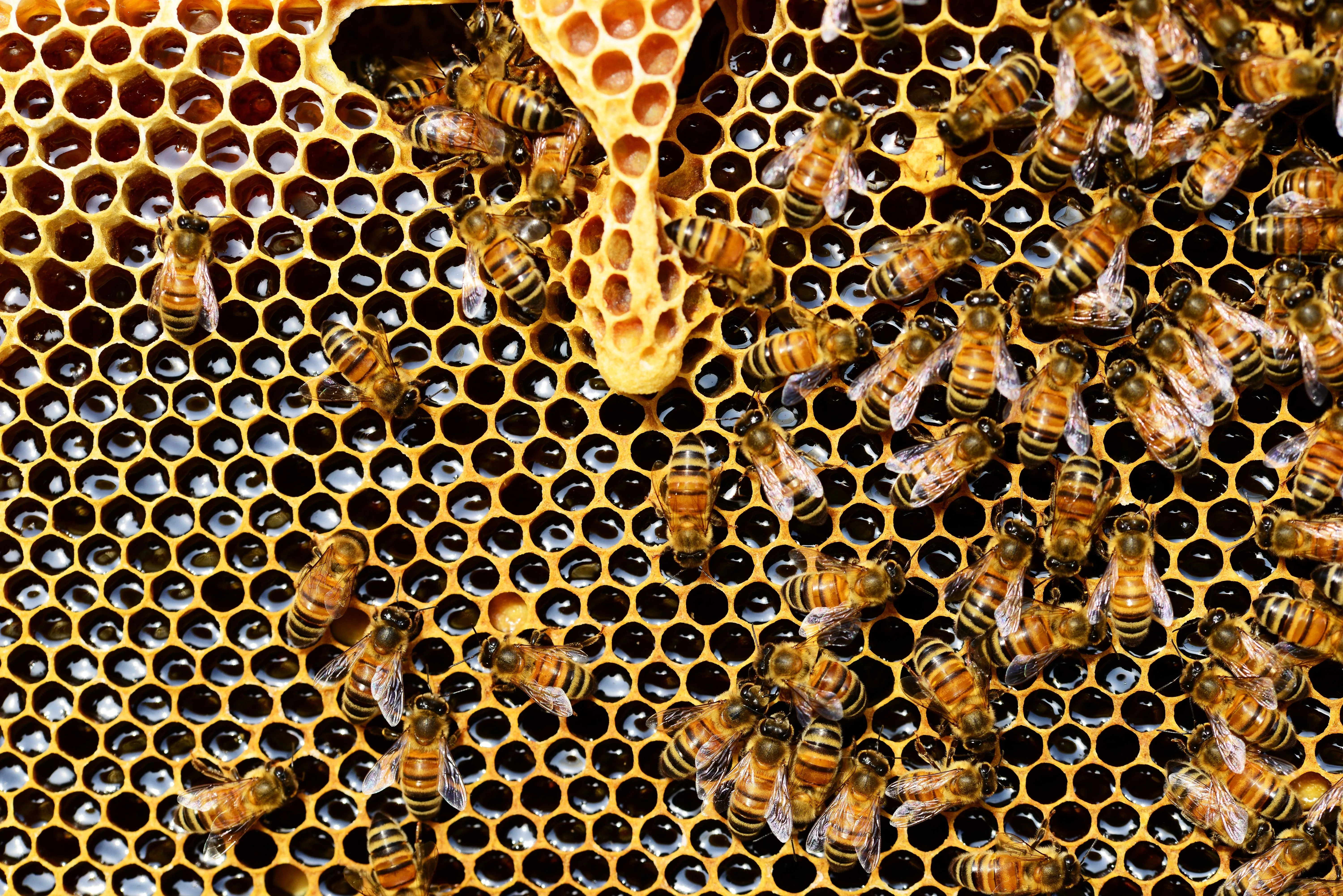 Global Decline in Bee Populations Reversed by New Conservation Efforts