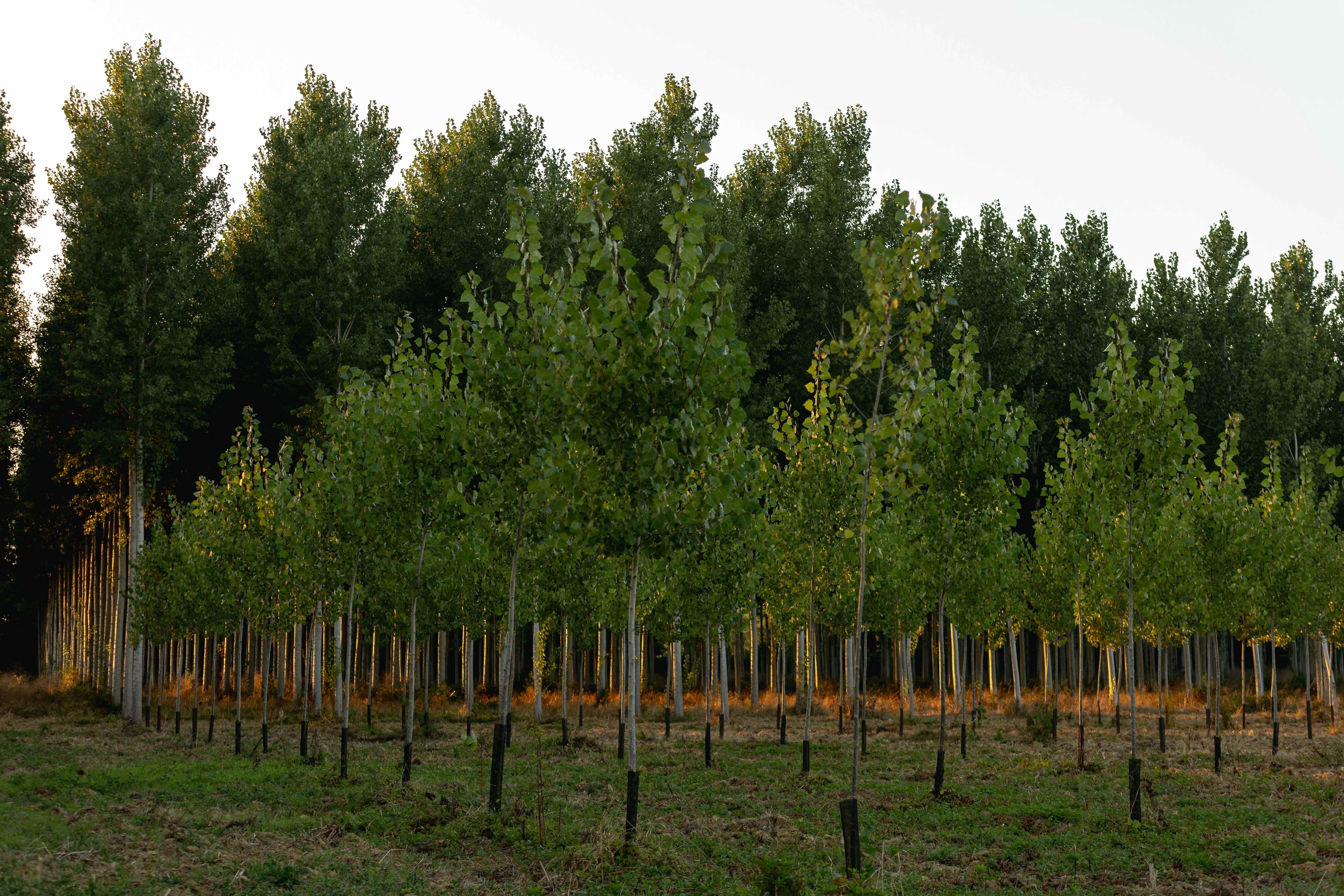 Global Initiative 2024: Billion Trees Planted Worldwide