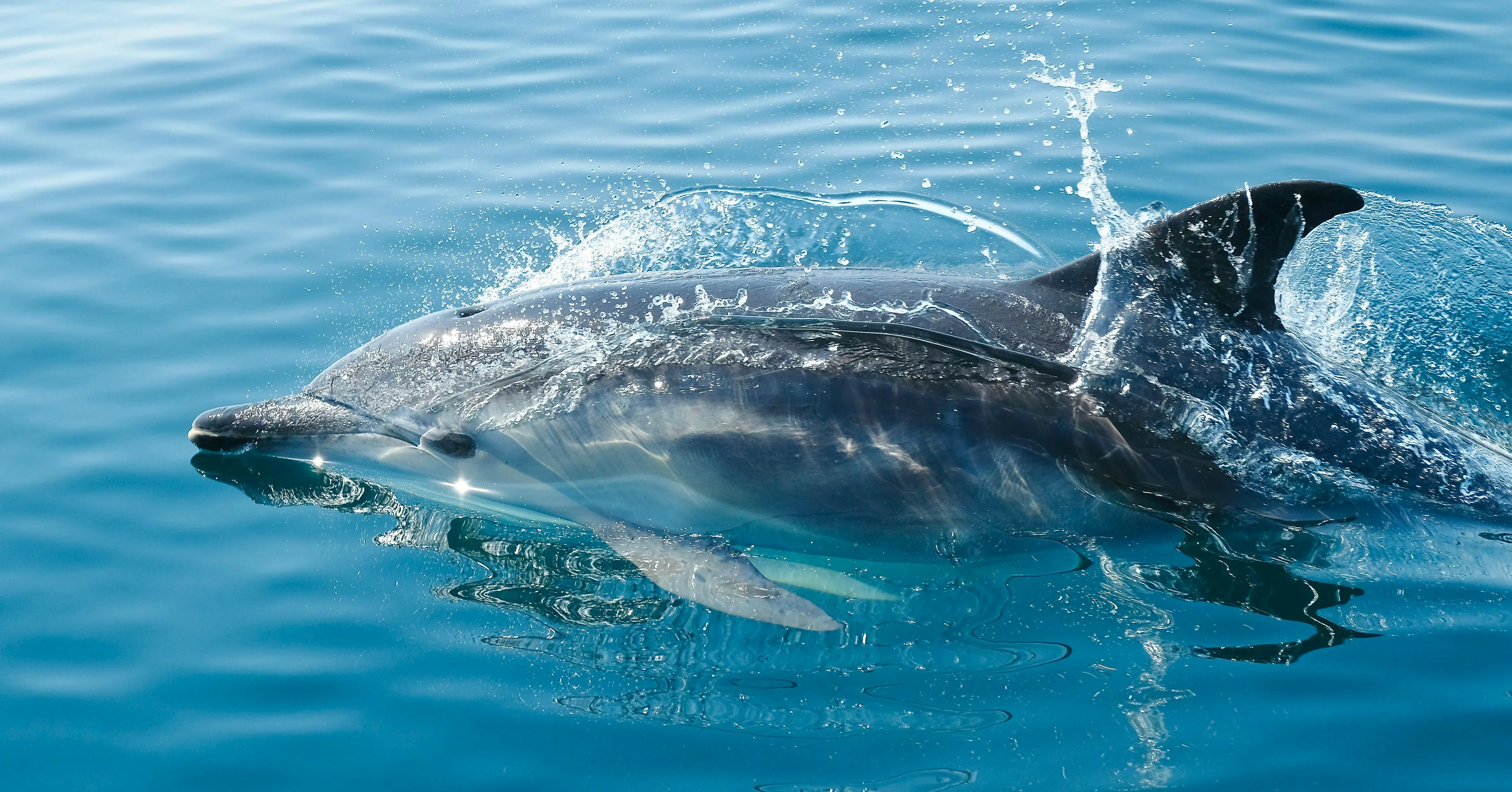 Historic: First Cross-Species Communication with Dolphins