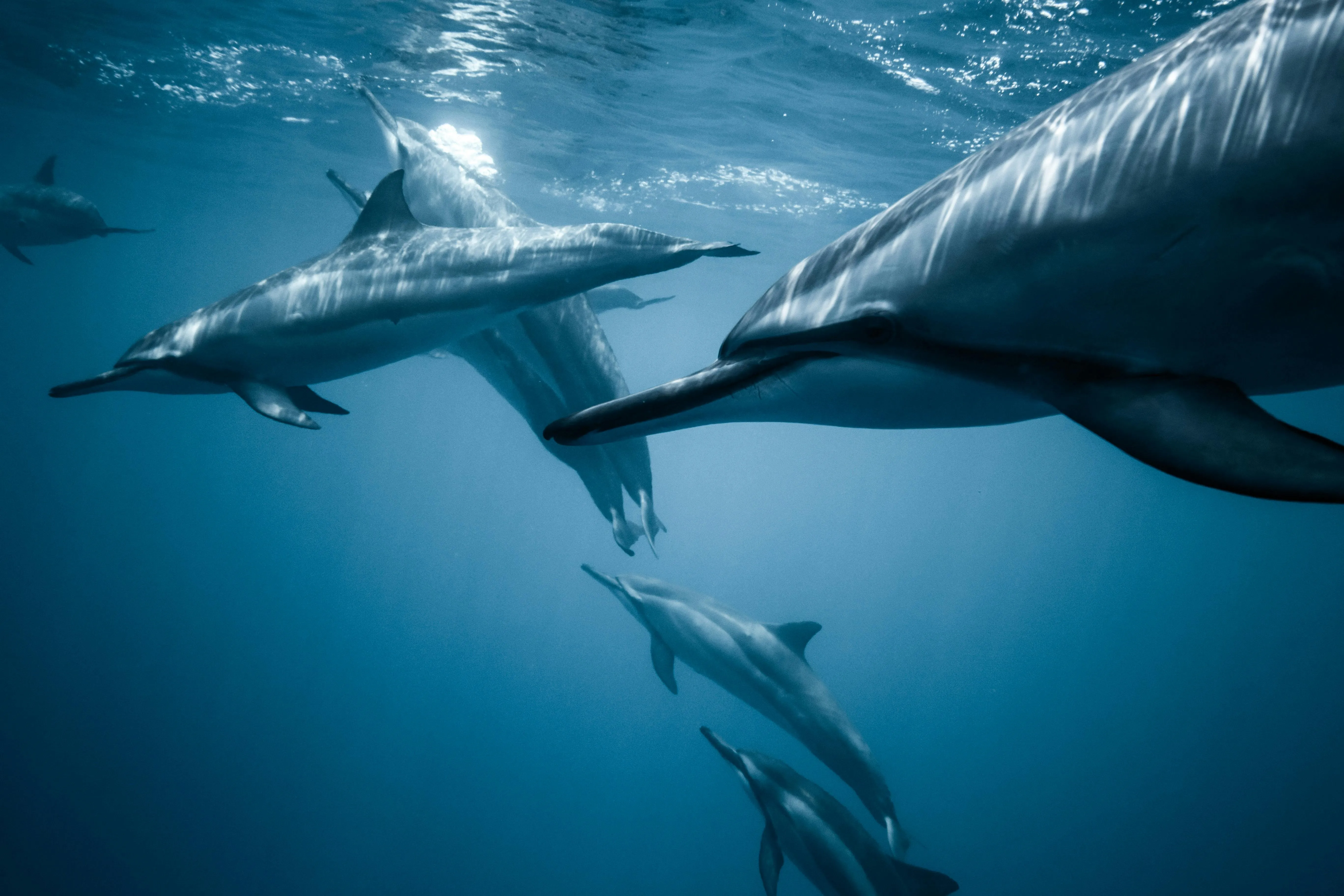 Historic: First Cross-Species Communication with Dolphins