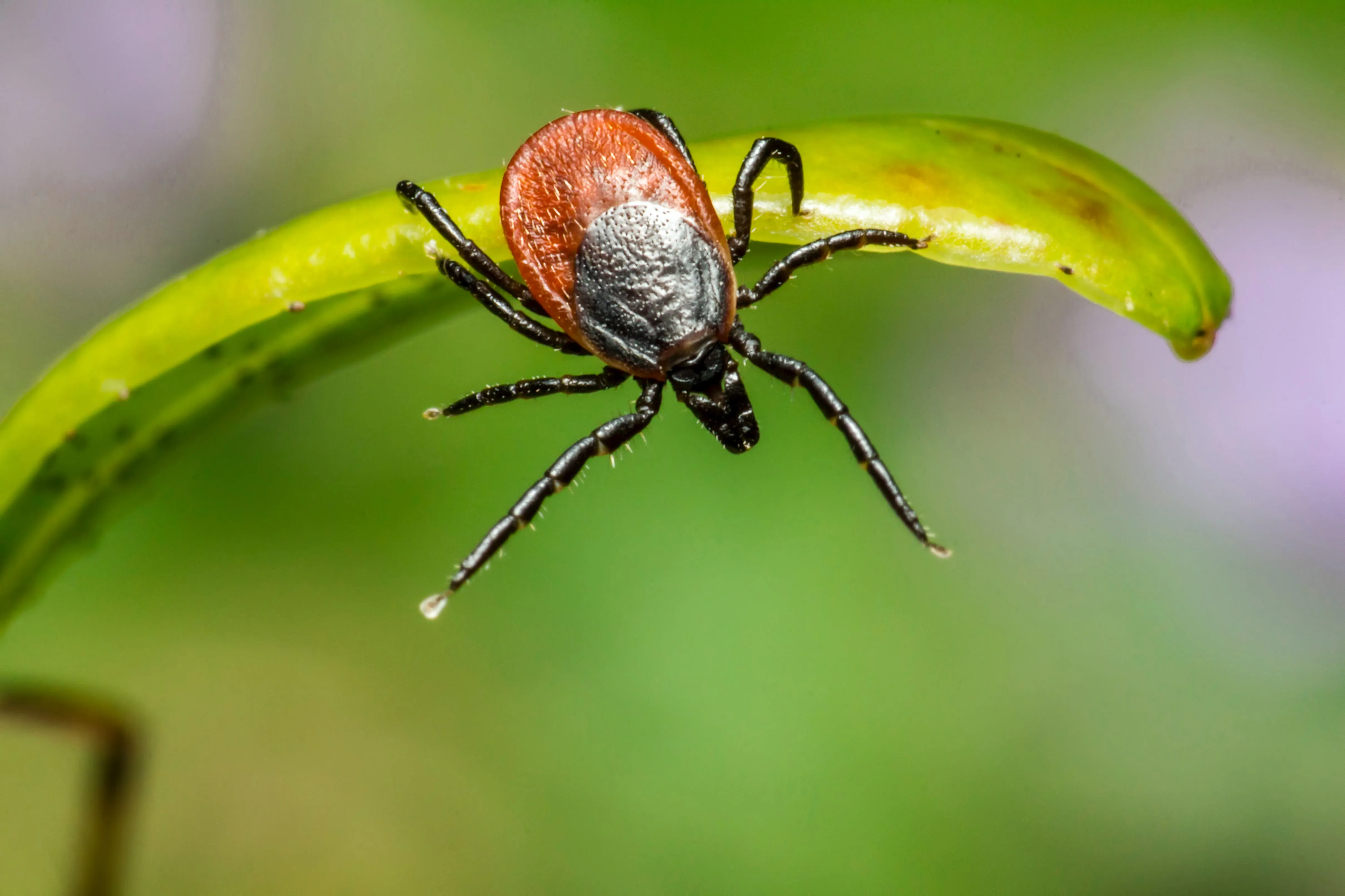 Important Reasons to Stay Vigilant Against Ticks During the Winter Season