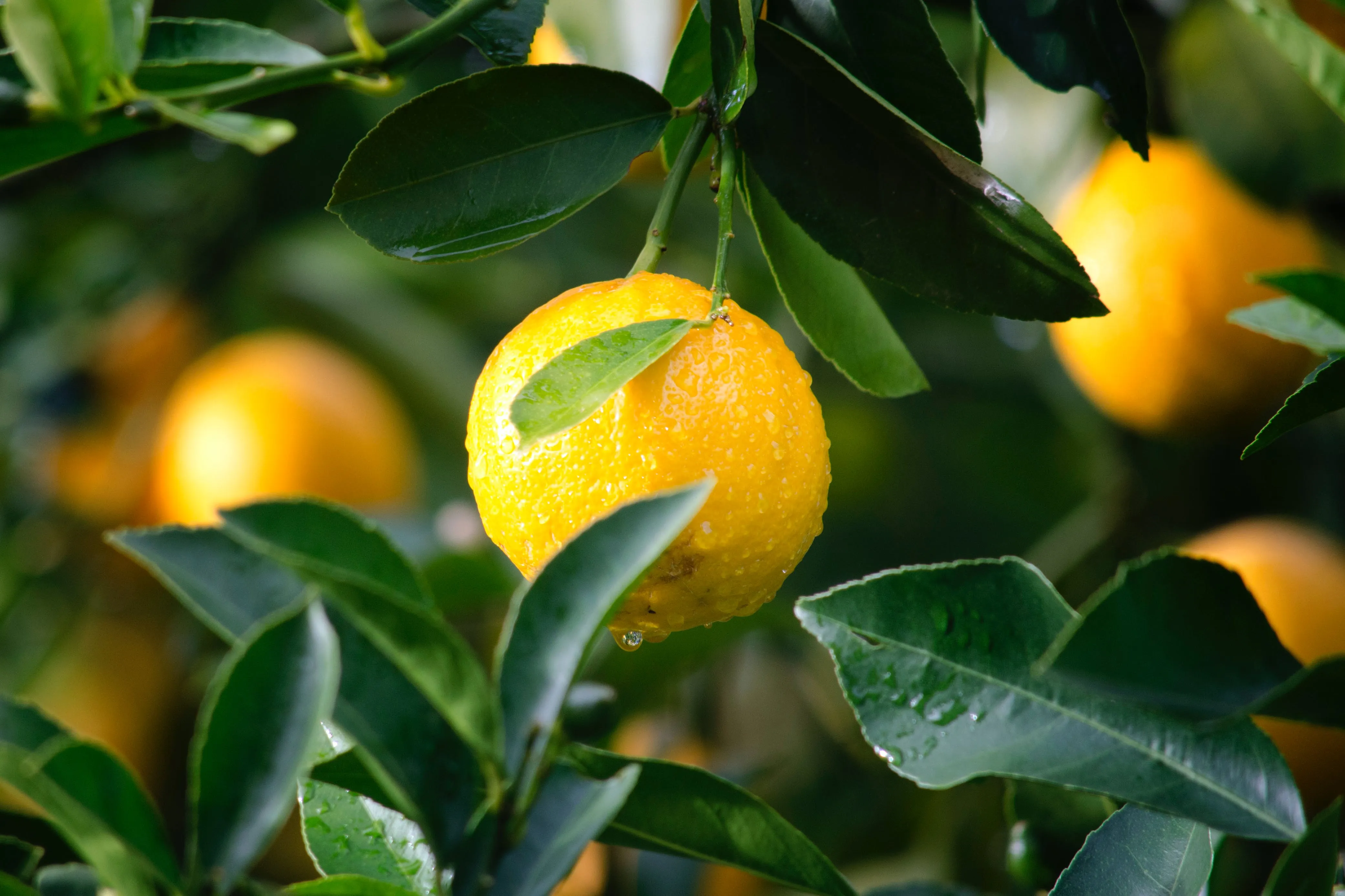 Lemons: The Health Benefits They Offer