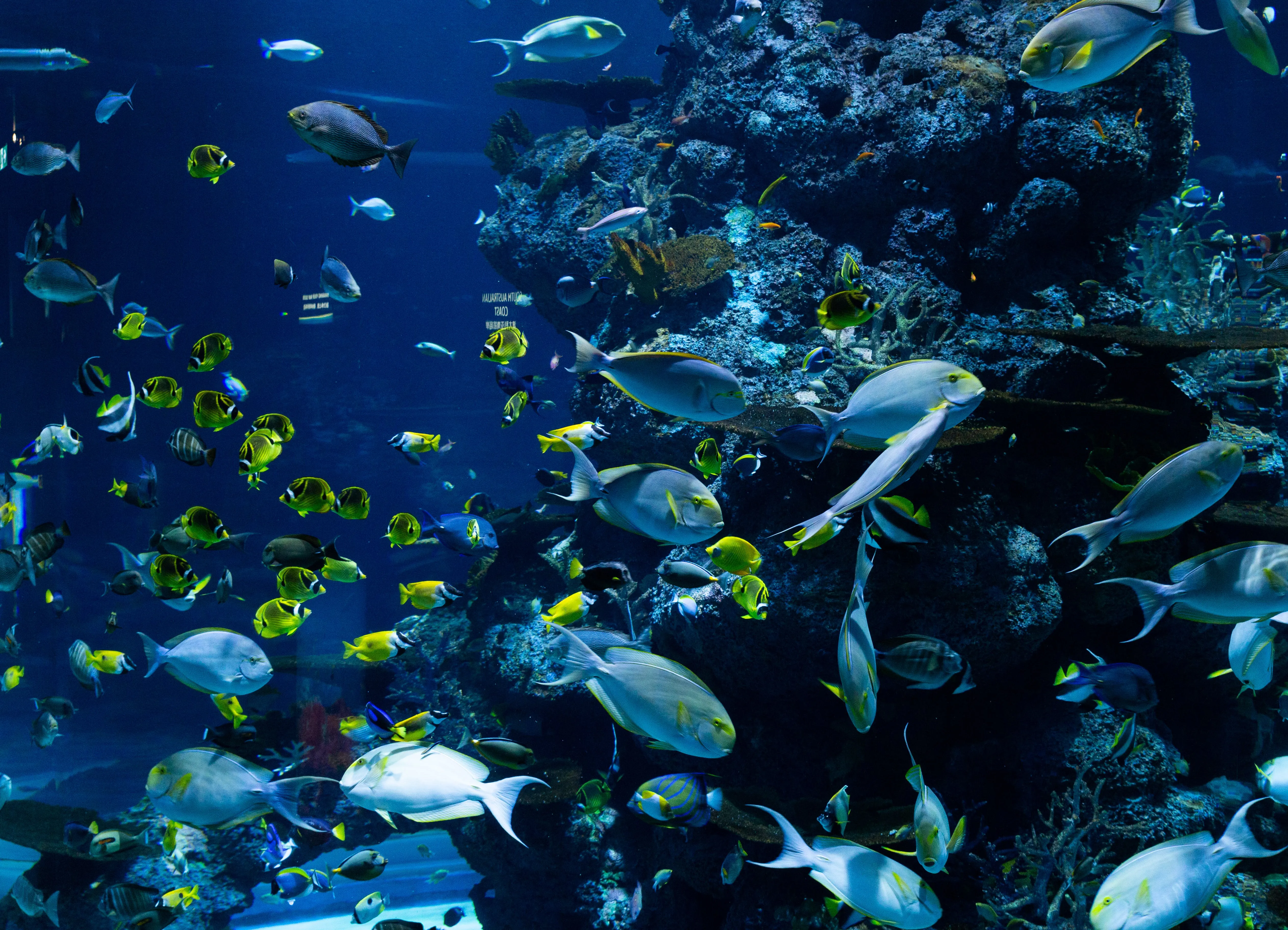 The Impact of Overfishing on Marine Ecosystems