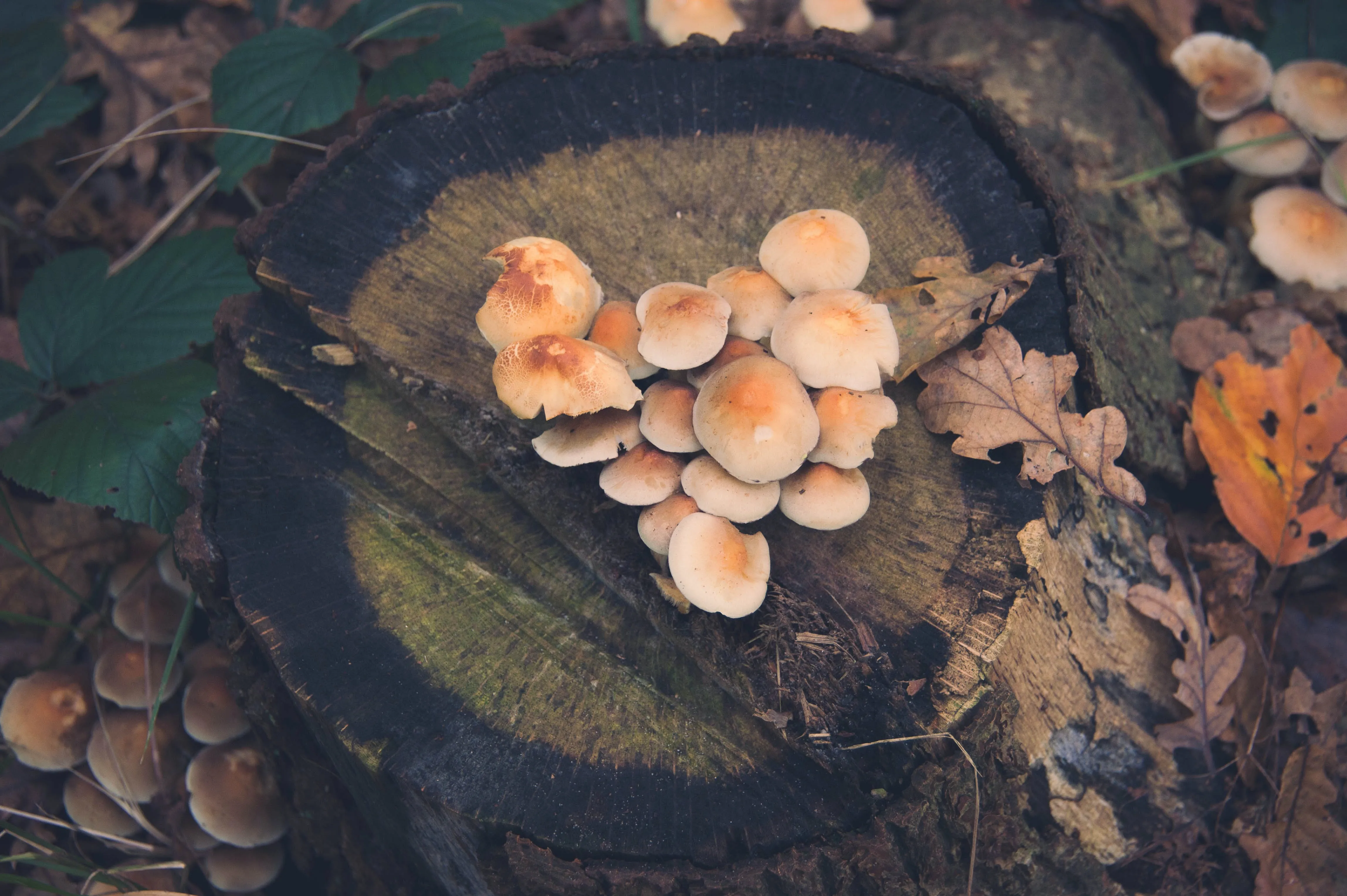 Understanding Death Cap Mushrooms: Experts Shed Light on Their Lethal Nature