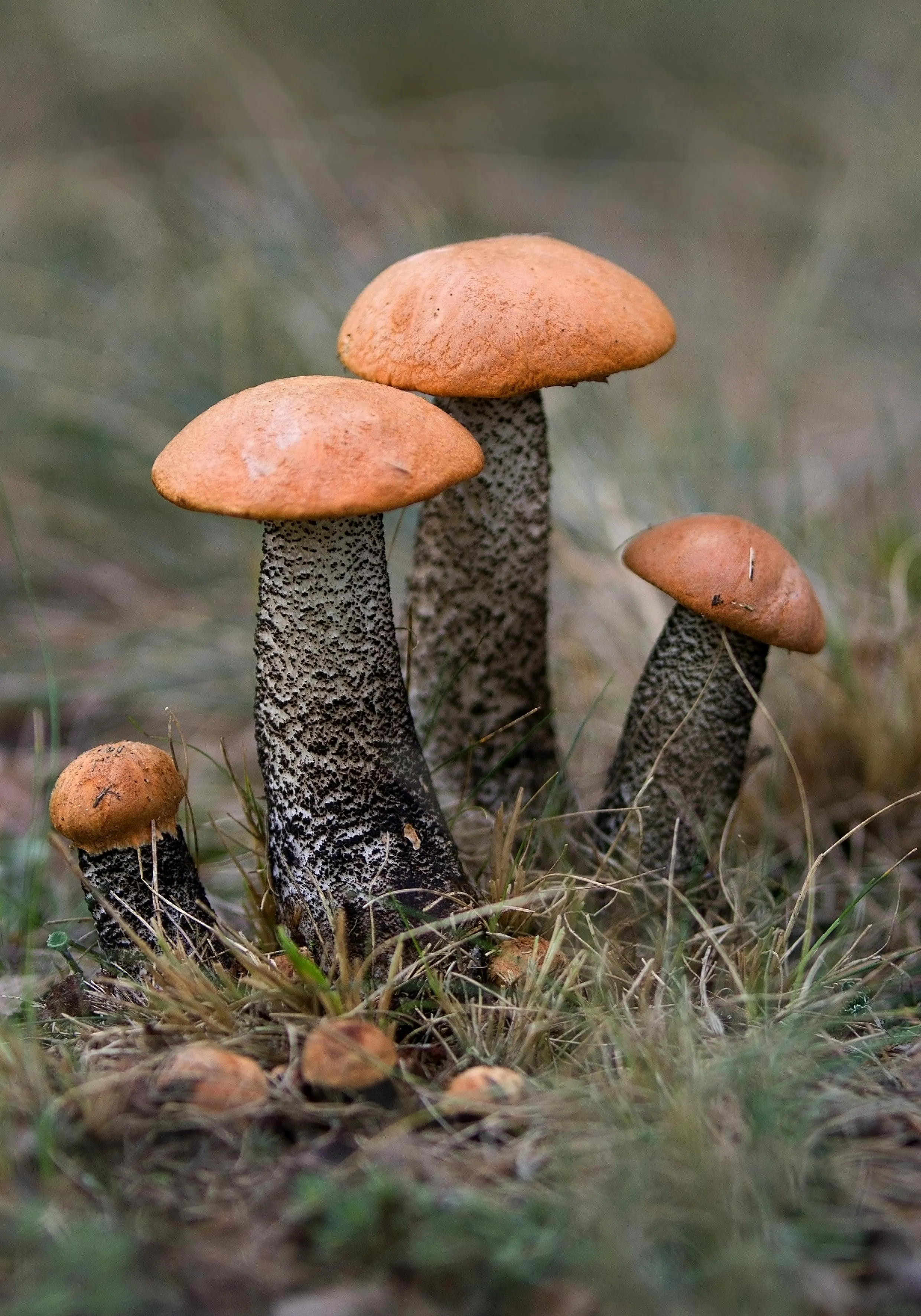 Understanding Death Cap Mushrooms: Experts Shed Light on Their Lethal Nature