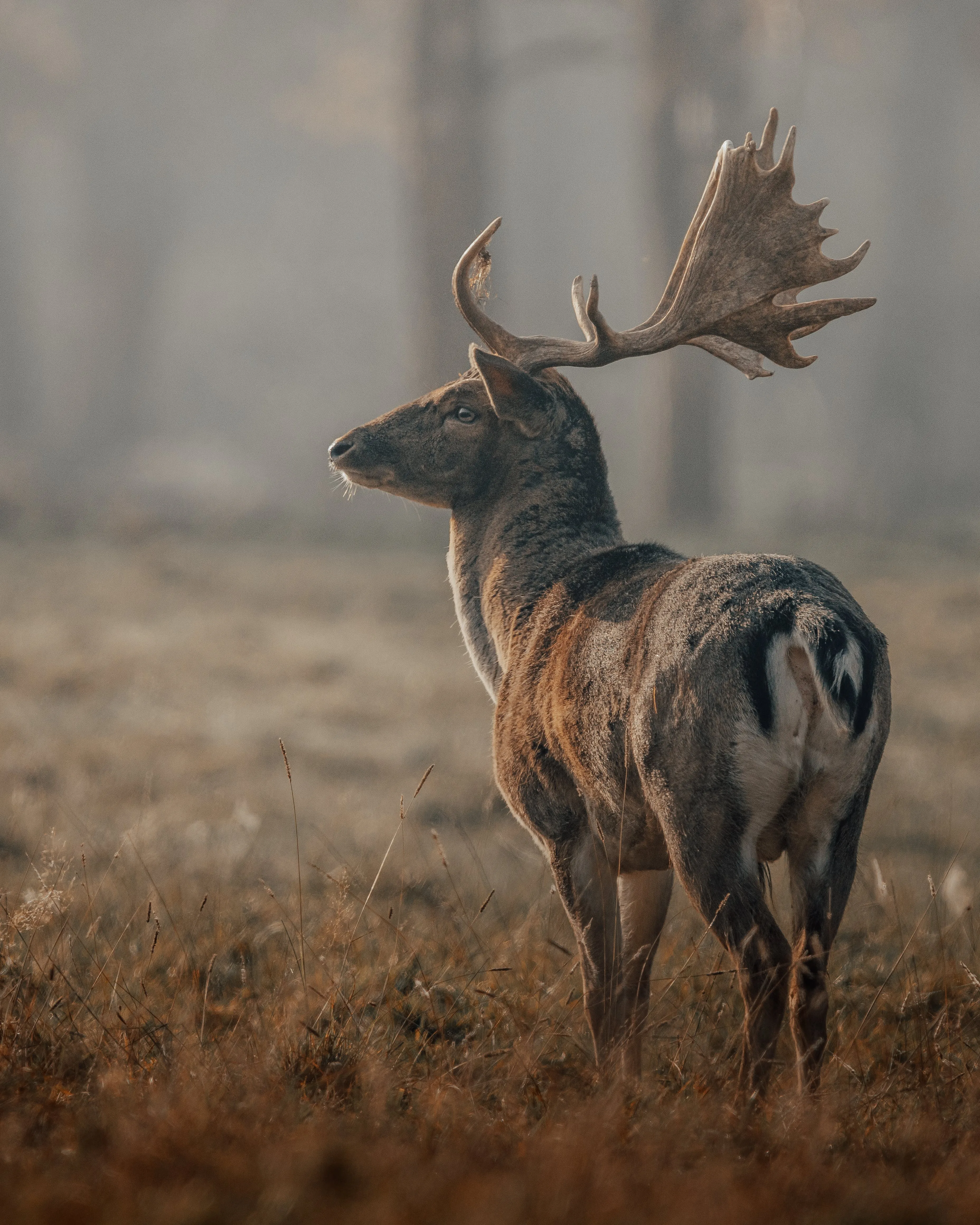 Unprecedented Wildlife Comeback in Restored Habitats