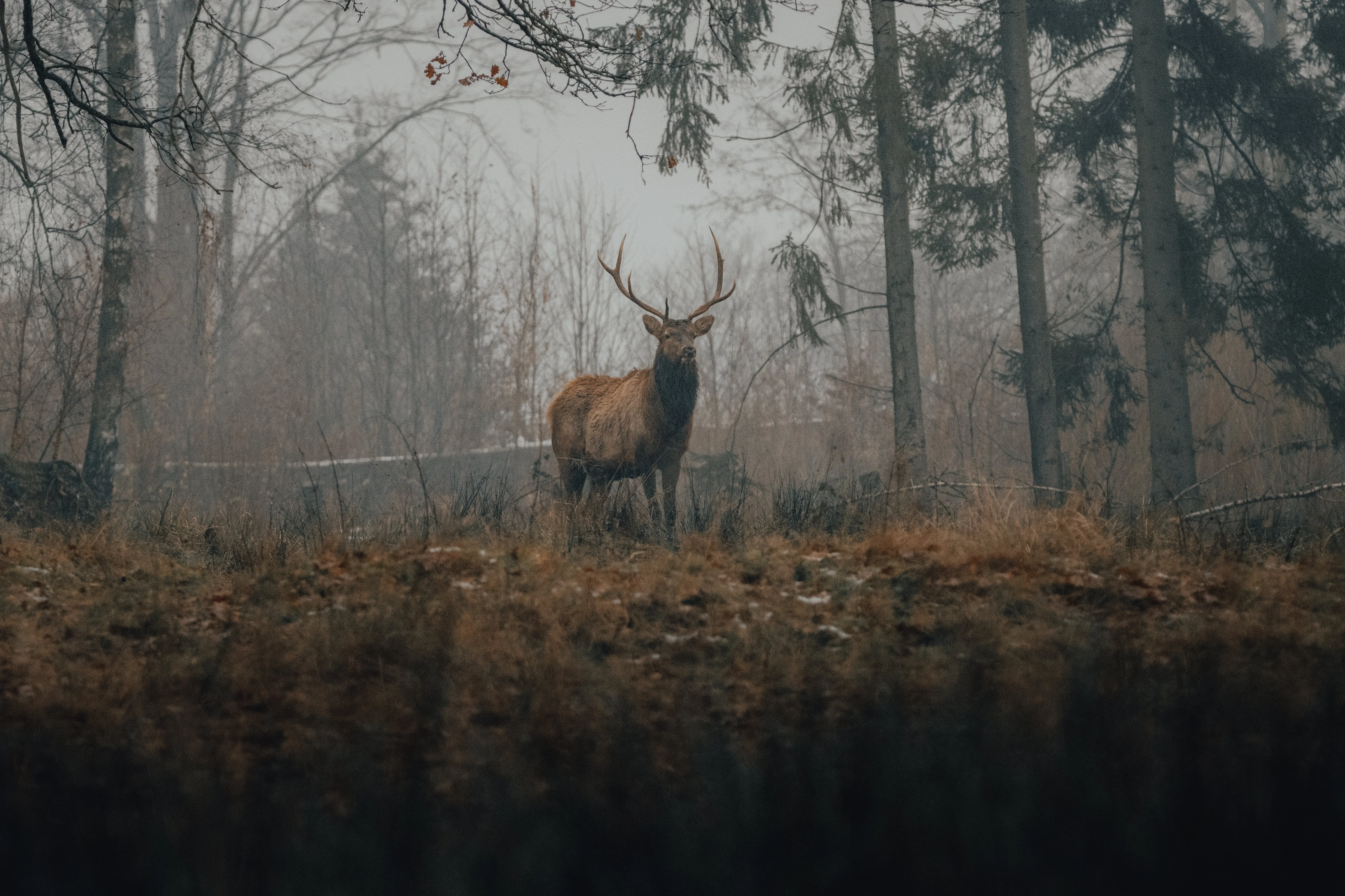 Unprecedented Wildlife Comeback in Restored Habitats