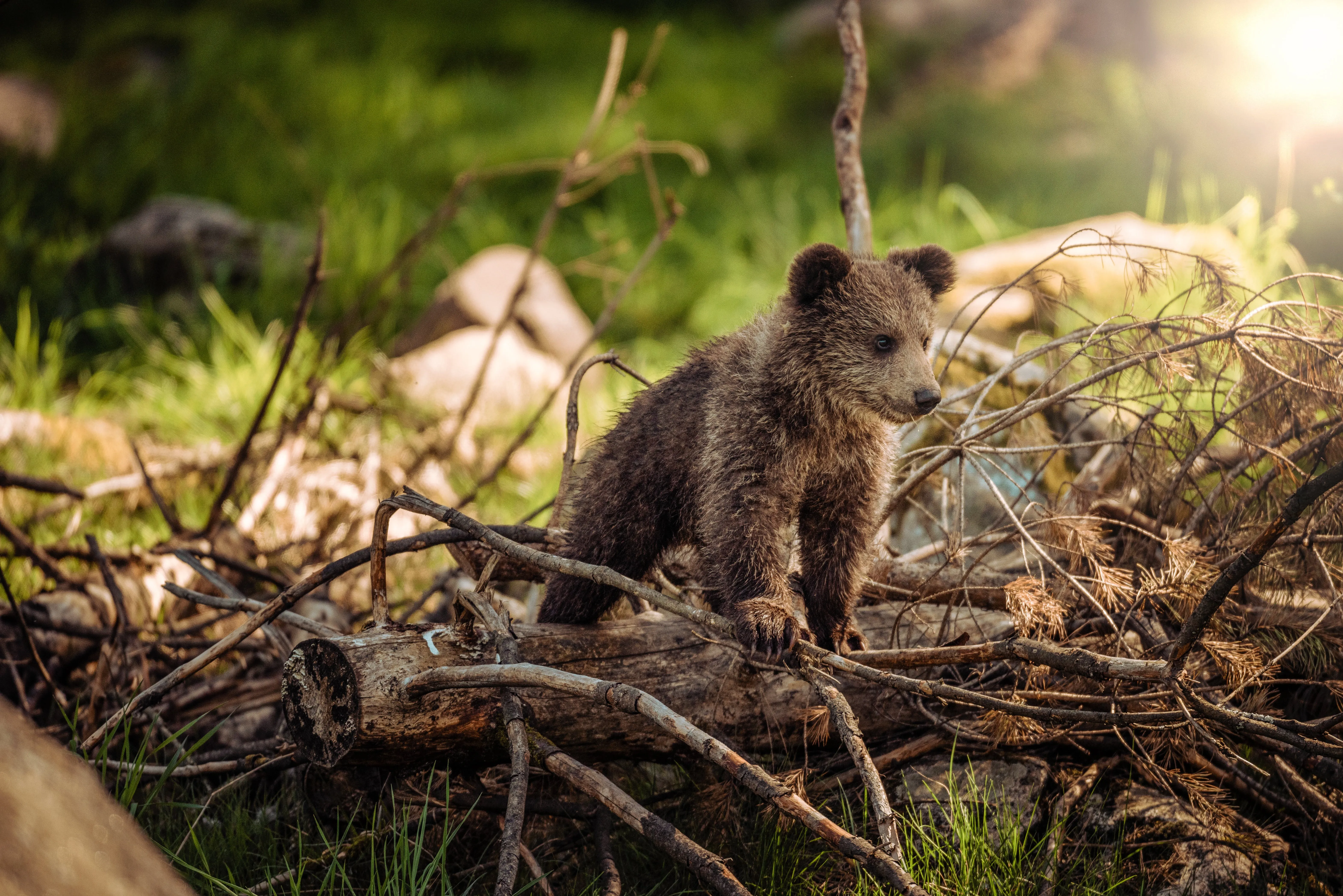 Unprecedented Wildlife Comeback in Restored Habitats